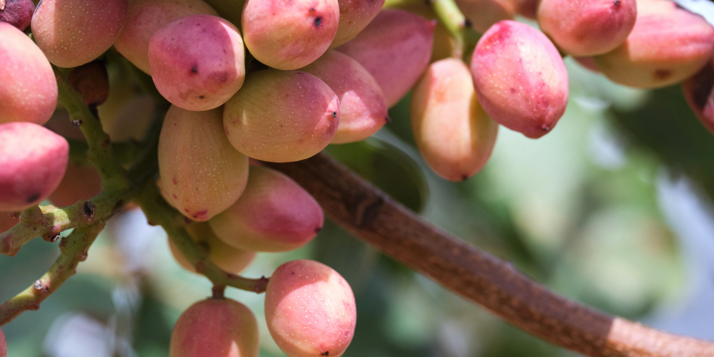 KABUKLU SİİRT FISTIĞI