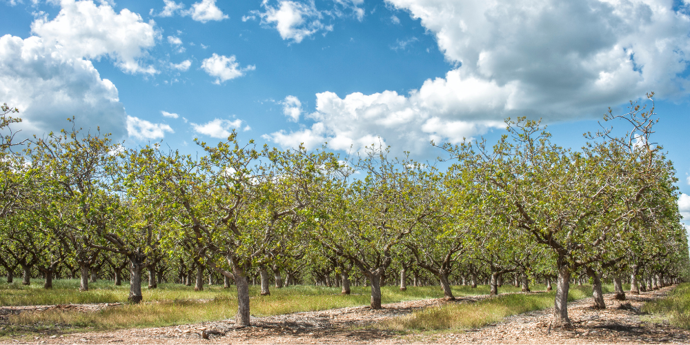 Zaferler Kuruyemiş Toptan Siirt Fıstığı Batman